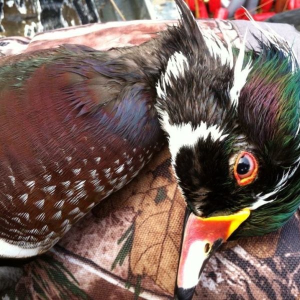Duck Hunting
