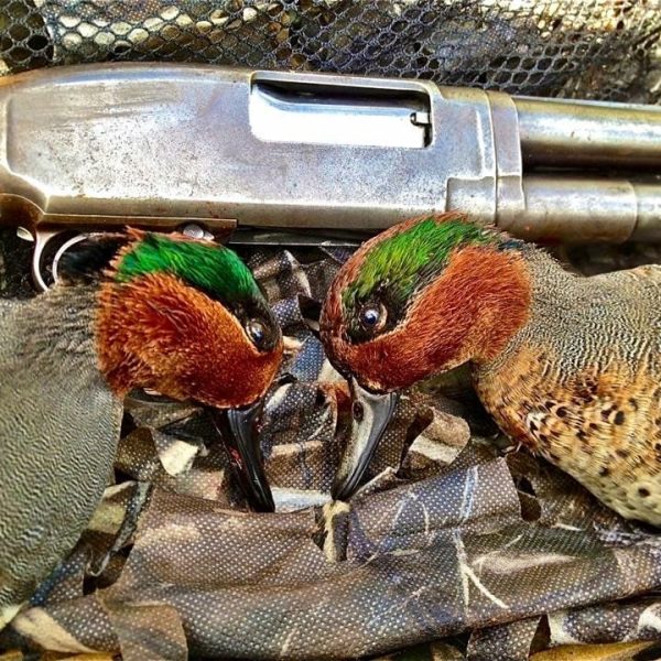 Duck Hunting