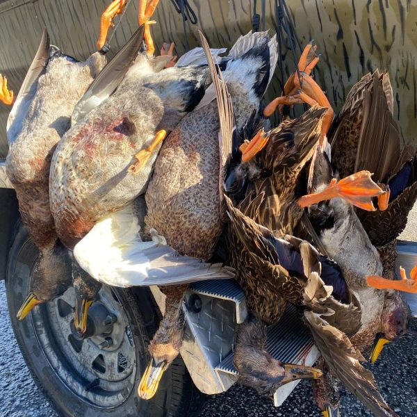 Duck Hunting