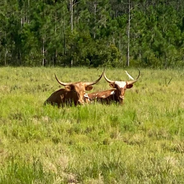 P4 Ranch Central Florida 33