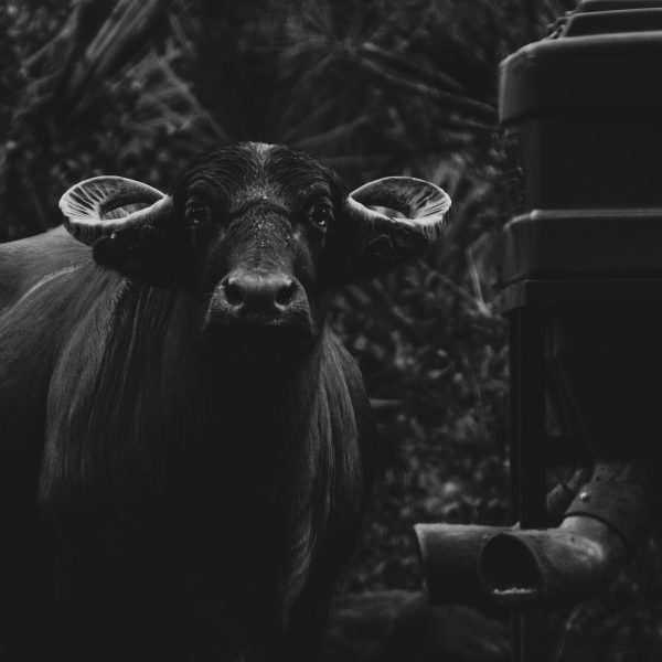 P4 Ranch Central Florida asian water buffalo 2