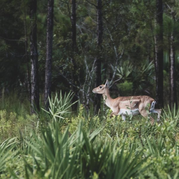 P4 Ranch Central Florida black buck doe exotic