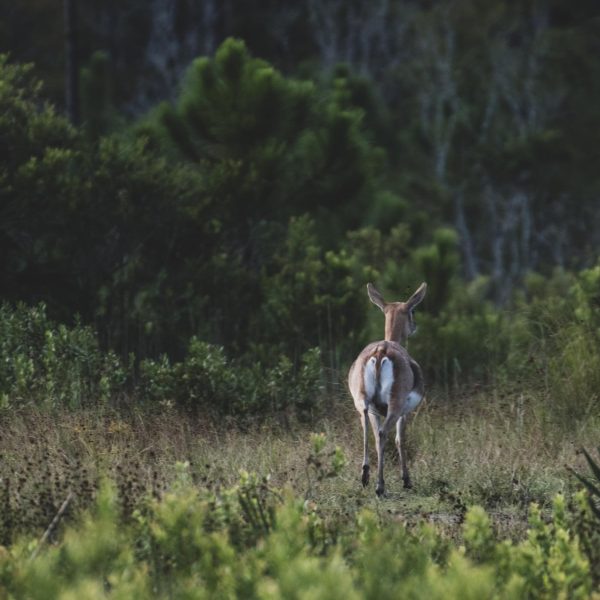 P4 Ranch Central Florida black buck exotic hunting
