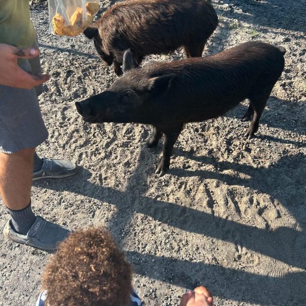 P4 Ranch Central Florida swamp tour hog encounter