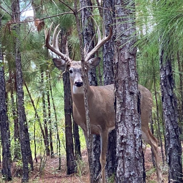 P4 Ranch Central Florida whitetail deer hunts 37