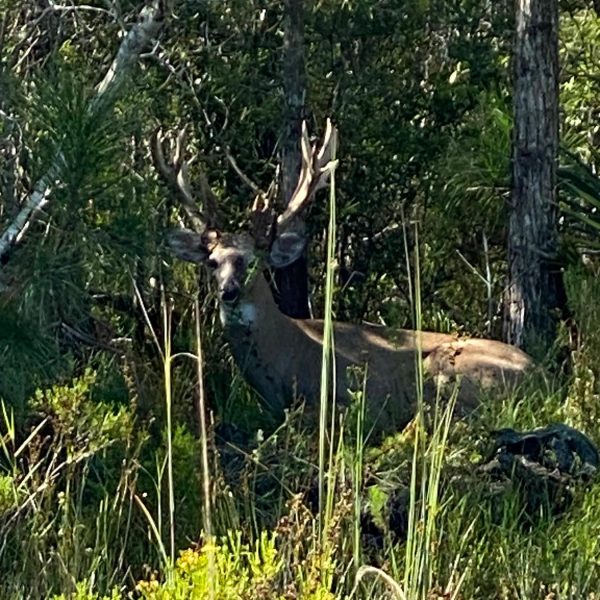 P4 Ranch Central Florida whitetail trophy deer hunts