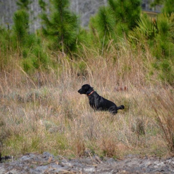 central florida pheasant shoot 05