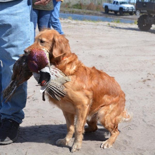 central florida pheasant shoot 09