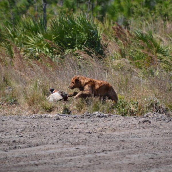 central florida pheasant shoot 12