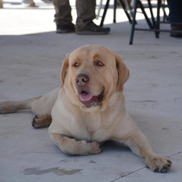 central florida pheasant shoot 21