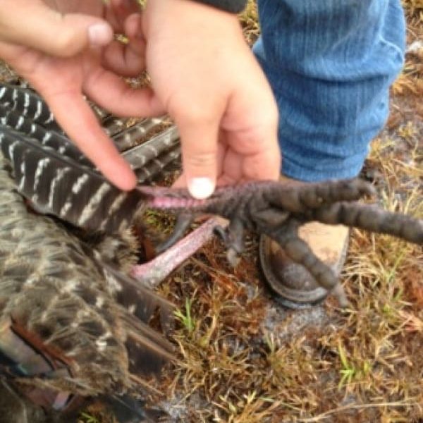 osceola-turkey-hunts-12